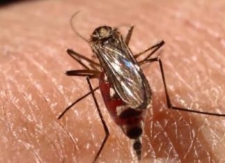Cuba prueba técnica para controlar al mosquito transmisor del dengue