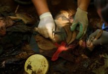 Supremo de El Salvador niega extravío de muestras de ADN de masacre de 1981