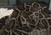 Lanzan el «Python Bowl», un concurso de captura de pitones en Florida