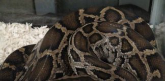 Lanzan el «Python Bowl», un concurso de captura de pitones en Florida