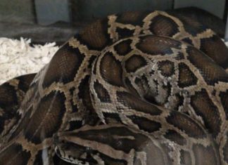 Lanzan el «Python Bowl», un concurso de captura de pitones en Florida