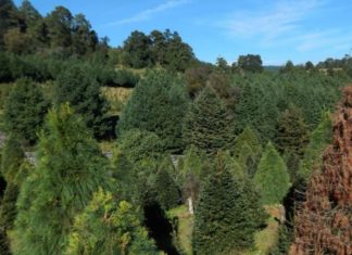 Cambio climático provoca aumento de plagas en árboles de Navidad