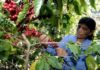 Honduras exporta 468,6 millones dólares en café, 10,7% más que cosecha pasada
