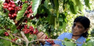 El IICA destaca programa de productividad para la agricultura en Honduras