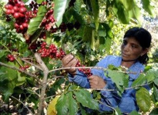 Subida de precio internacional del café enriquecerá economía rural en Honduras: Asterio Reyes