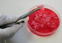 Carne «cultivada», la alternativa sostenible de un laboratorio argentino