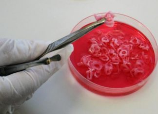 Carne «cultivada», la alternativa sostenible de un laboratorio argentino