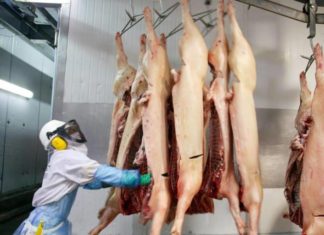 Costa Rica anuncia que venderá carne de cerdo a China