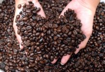 Ingresos por exportación de café hondureño bajan 3 % en dos meses de cosecha