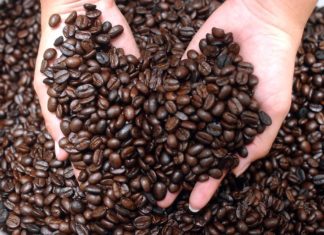 Ingresos por exportación de café hondureño bajan 3 % en dos meses de cosecha