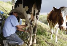 Exportadores guatemaltecos de lácteos denuncian bloqueo por parte de Honduras