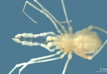 Descubren en Argentina una especie desconocida de arácnido cavernícola