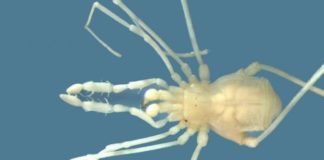 Descubren en Argentina una especie desconocida de arácnido cavernícola