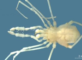 Descubren en Argentina una especie desconocida de arácnido cavernícola
