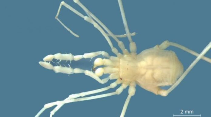 Descubren en Argentina una especie desconocida de arácnido cavernícola