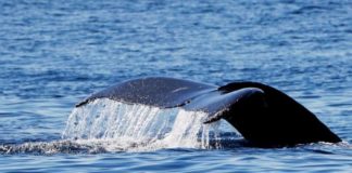 ¿Será la inteligencia artificial la responsable de salvar a las ballenas?