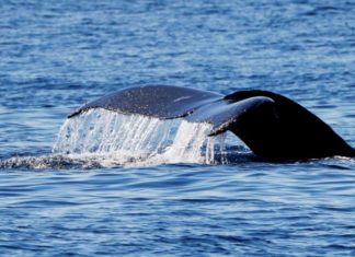 ¿Será la inteligencia artificial la responsable de salvar a las ballenas?