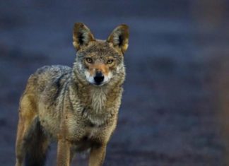 La adaptabilidad del coyote, clave para conquistar América