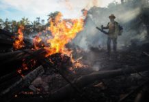 La Amazonía podría pasar de aspirador de CO2 a emisor del gas contaminante