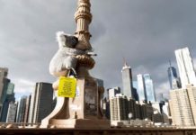 Koalas de peluche invaden Nueva York en solidaridad con Australia