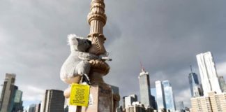 Koalas de peluche invaden Nueva York en solidaridad con Australia