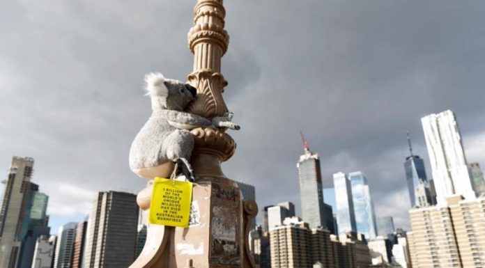 Koalas de peluche invaden Nueva York en solidaridad con Australia
