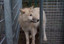 Los perros, al igual que los lobos, cooperan para obtener recompensas