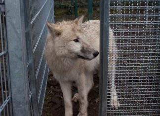 Los perros, al igual que los lobos, cooperan para obtener recompensas