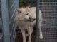 Los perros, al igual que los lobos, cooperan para obtener recompensas