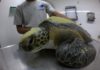 Rehabilitan a una tortuga tras defecar 13 gramos de plásticos en Argentina