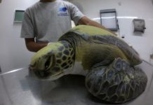 Rehabilitan a una tortuga tras defecar 13 gramos de plásticos en Argentina