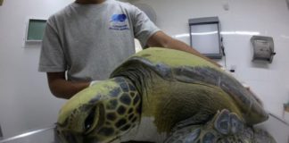 Rehabilitan a una tortuga tras defecar 13 gramos de plásticos en Argentina