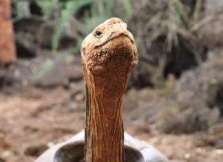 Diego, la tortuga que tuvo 800 crías y ayudó a salvar su especie en Galápagos