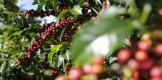 Costa Rica declara el café como símbolo nacional