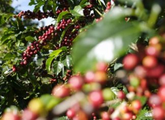 Costa Rica declara el café como símbolo nacional