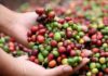 Exportaciones de café hondureño suben 13 % y suman 101,2 millones de dólares