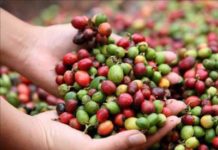Exportaciones de café hondureño suben 13 % y suman 101,2 millones de dólares