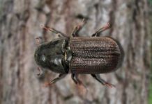 El insecto de tres milímetros que amenaza de nuevo los bosques de Honduras