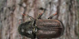 El insecto de tres milímetros que amenaza de nuevo los bosques de Honduras