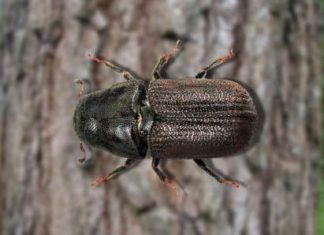 El insecto de tres milímetros que amenaza de nuevo los bosques de Honduras