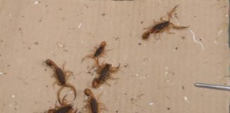 Los escorpiones ganan terreno en las grandes ciudades de Brasil