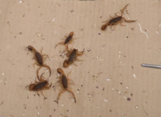 Los escorpiones ganan terreno en las grandes ciudades de Brasil