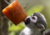 Animales del zoológico de Medellín reciben helados para mitigar el calor