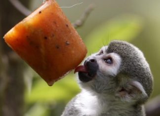 Animales del zoológico de Medellín reciben helados para mitigar el calor