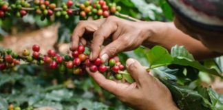 Honduras vende 193,5 millones de dólares en café, 16,7 % más que ciclo pasado