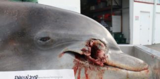 Buscan al responsable de la muerte a tiros de un delfín en Florida