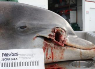 Buscan al responsable de la muerte a tiros de un delfín en Florida