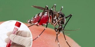 Muertes por dengue suman 51 en Paraguay, cuatro mas que hace una semana