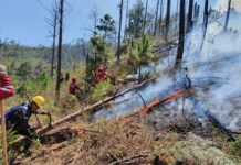 Bomberos y militares combaten incendio en montaña de Upare