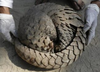 El uso medicinal del pangolín en Asia y África pone en riesgo la salud humana